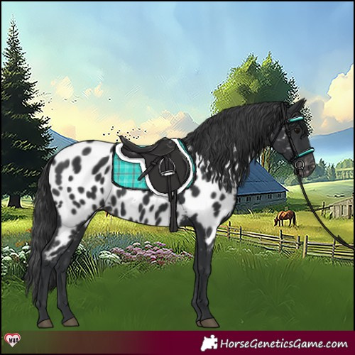 Horse Color:Black Appaloosa 