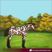 Horse Color:Gray Bay Near Leopard 