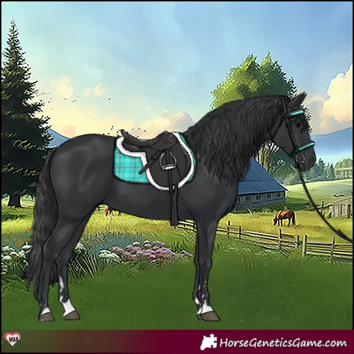 Horse Color:Black 