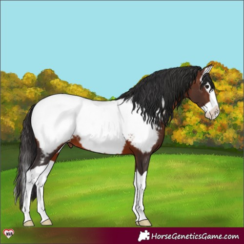 Horse Color:Brown Splash Near Fewspot 