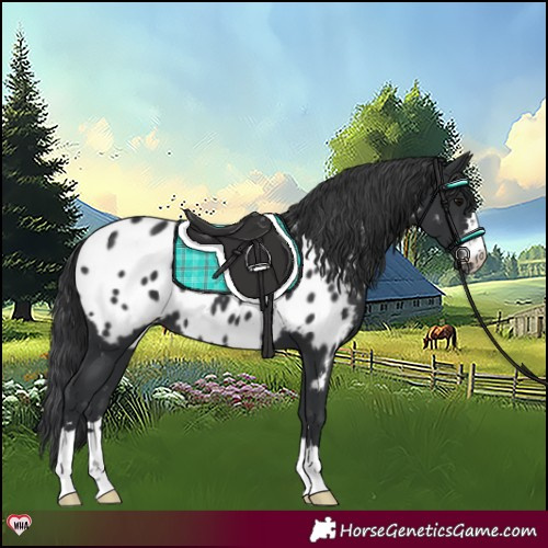 Horse Color:Black Near Leopard 
