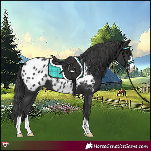 Horse Color:Black Appaloosa 