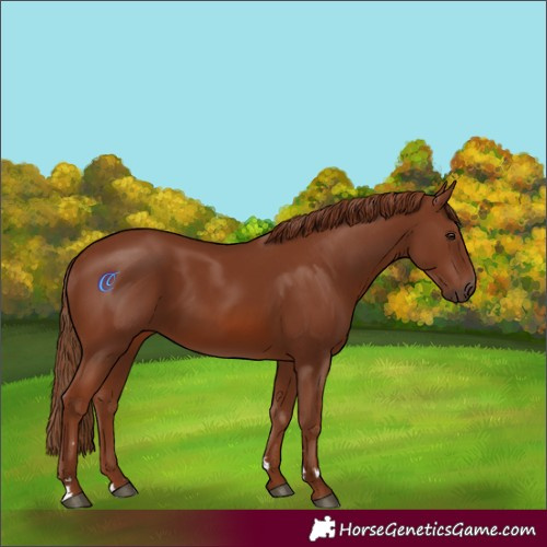 Horse Color:Chestnut 