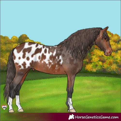 Horse Color:Bay Appaloosa 