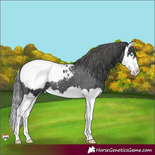 Horse Color:Black Splash Appaloosa 