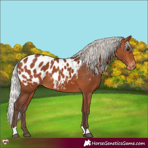 Horse Color:Silver Bay Appaloosa 