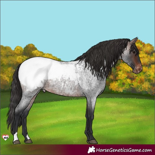 Horse Color:Brown Roan Appaloosa 