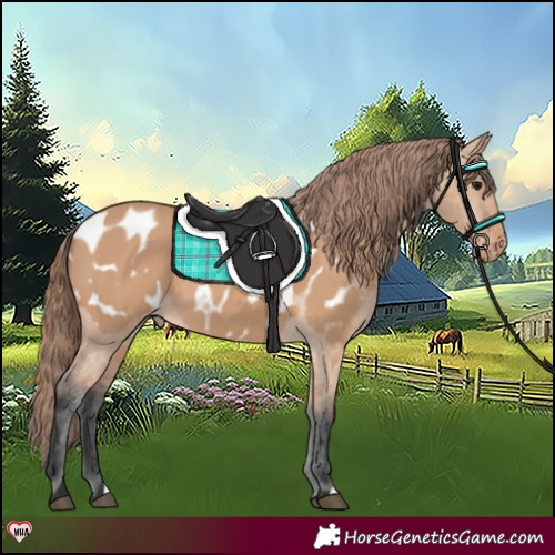 Horse Color:Bay Dun Appaloosa 