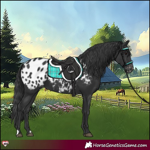 Horse Color:Black Blanket
