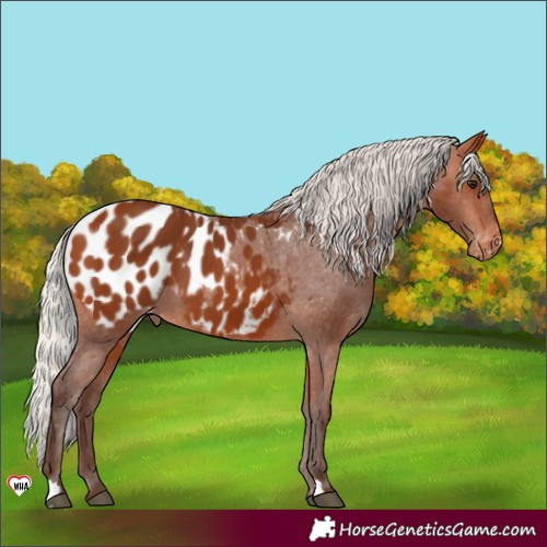 Horse Color:Silver Bay Appaloosa 
