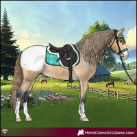 Horse Color:Buckskin Appaloosa 