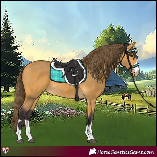 Horse Color:Buckskin Varnish 