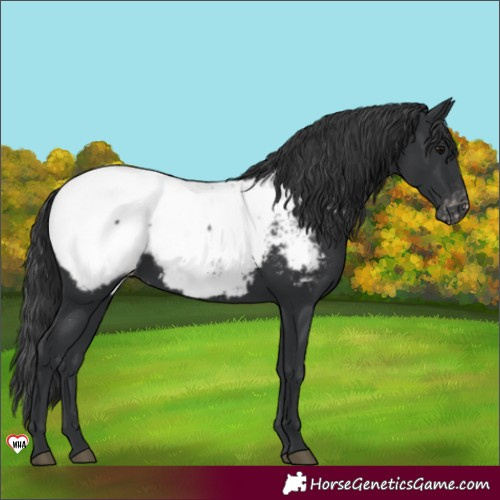 Horse Color:Black Appaloosa 