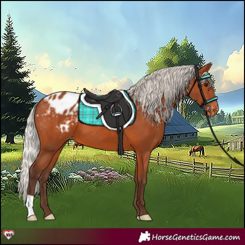 Horse Color:Silver Bay Appaloosa 