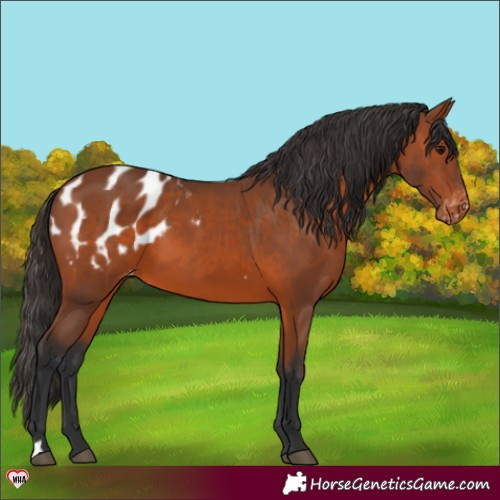 Horse Color:Bay Appaloosa 