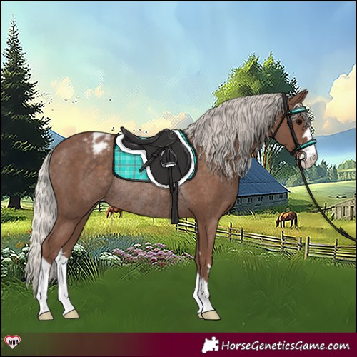 Horse Color:Silver Black Blanket Rabicano 