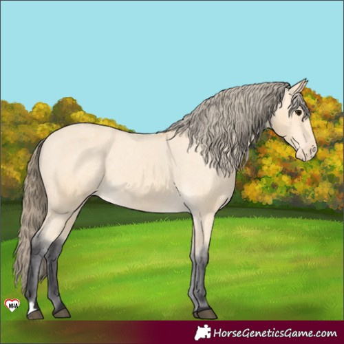 Horse Color:Buckskin Appaloosa Rabicano 