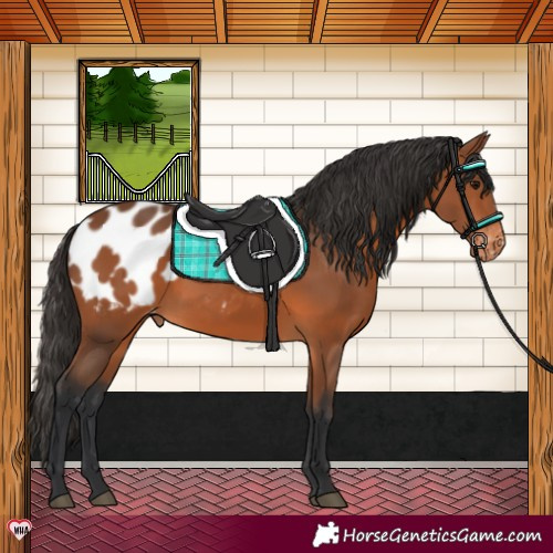 Horse Color:White Spotted Bay Appaloosa 