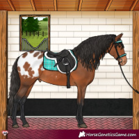 Horse Color:White Spotted Bay Appaloosa 