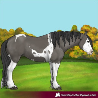 Horse Color:Grullo Splash Tobiano 