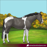 Horse Color:Unknown 