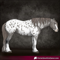 Horse Color:Grullo Splash Tobiano Appaloosa 