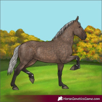 Horse Color:Silver Brown Dun