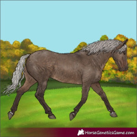 Horse Color:Silver Brown Dun