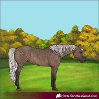 Horse Color:Silver Brown Dun