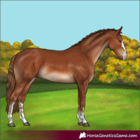 Horse Color:Chestnut and Chestnut