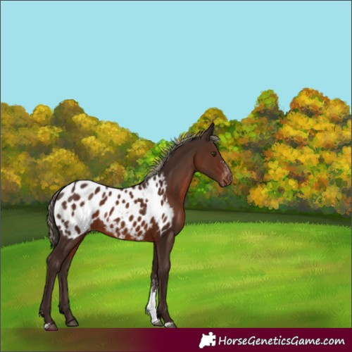 Horse Color:Liver Chestnut Sabino Appaloosa Rabicano