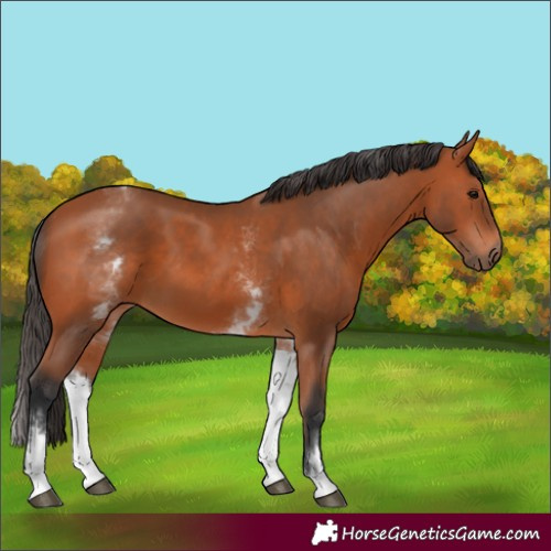 Horse Color:White Spotted Bay 