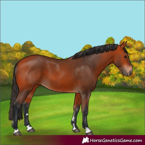 Horse Color:Bay 