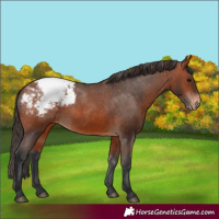 Horse Color:Bay Appaloosa 
