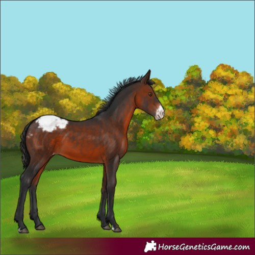 Horse Color:Brown Sabino Snowcap