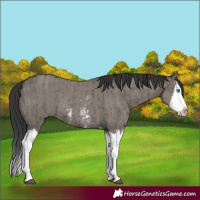Horse Color:Grullo Sabino Splash  and Smoky Grullo Sabino Splash 