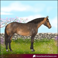 Horse Color:Buckskin 