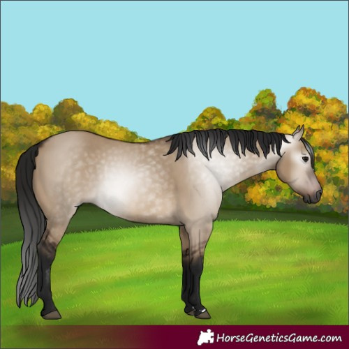 Horse Color:Gray Bay Dun