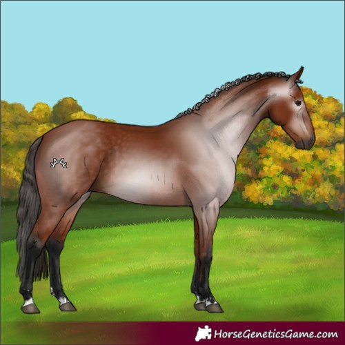 Horse Color:Gray Bay 