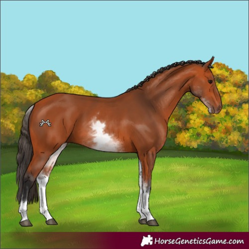 Horse Color:White Spotted Bay 