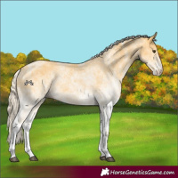 Horse Color:White Spotted Palomino 