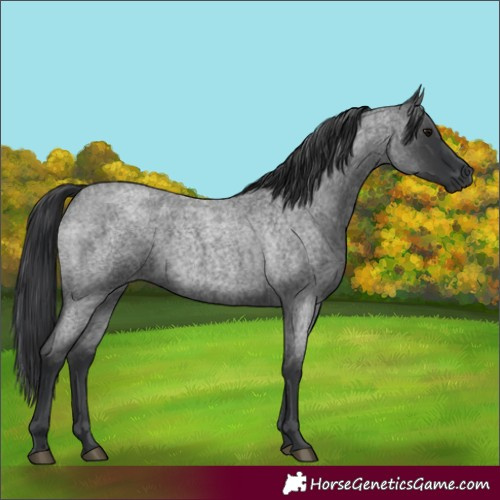 Horse Color:Blue Roan 