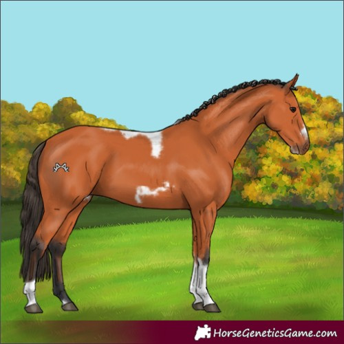 Horse Color:Bay Tobiano Frame 