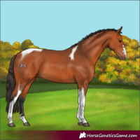 Horse Color:Bay Tobiano Rabicano