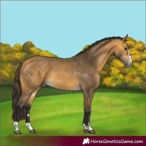 Horse Color:Buckskin 