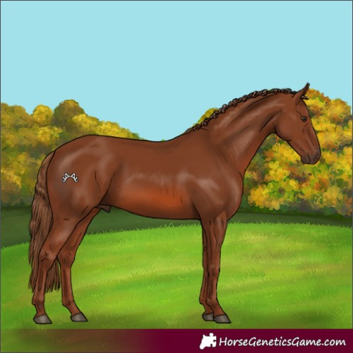 Horse Color:Chestnut 