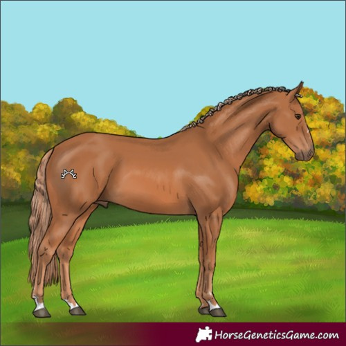 Horse Color:Chestnut 