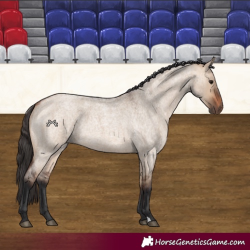 Horse Color:Bay Roan Dun 