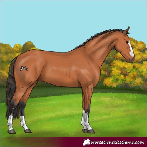 Horse Color:Bay 