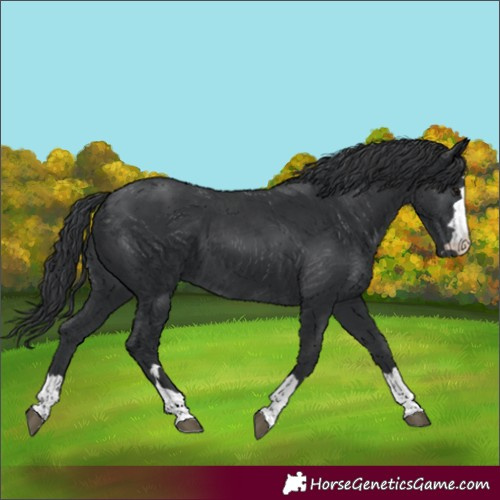 Horse Color:Black 